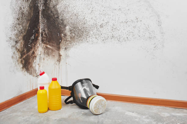 Best Same-Day Mold Removal  in Bradford, OH