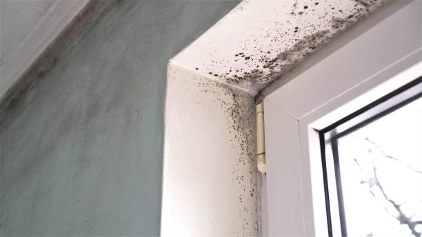 Best Mold Testing and Removal  in Bradford, OH
