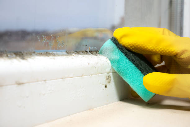 Best Home Mold Removal  in Bradford, OH