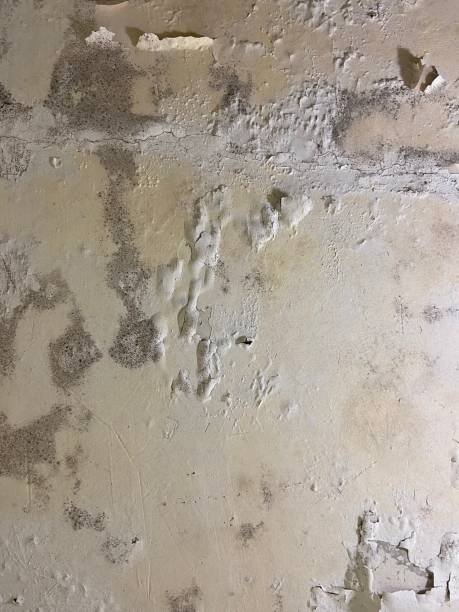 Mold Testing and Removal in Bradford, OH