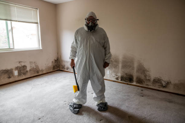 Best Attic Mold Removal  in Bradford, OH