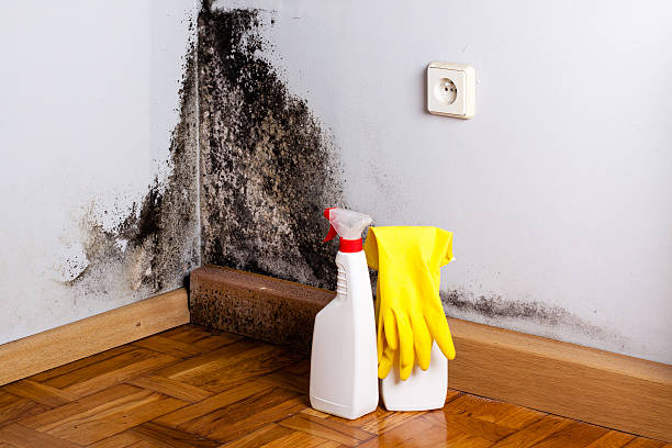 Attic Mold Removal in Bradford, OH